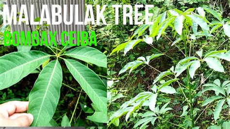 malabulak trees|Malabulak Tree (Bombax ceiba) Philippine Native Trees .